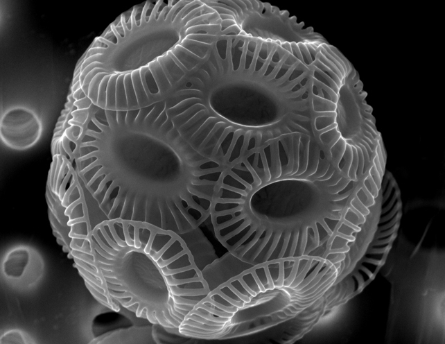 SEM image of a Coccolithophore